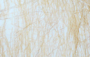 golden spider